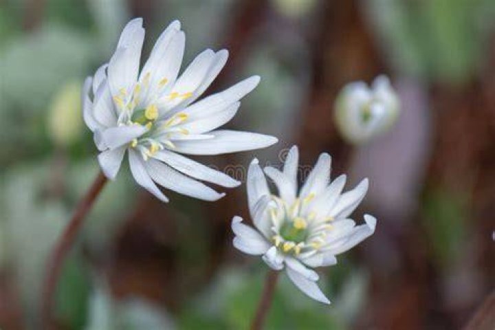 &lsquo;Holly Star&rsquo;