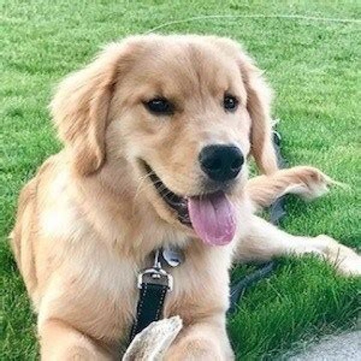 Rollie the Golden Rollie the Golden