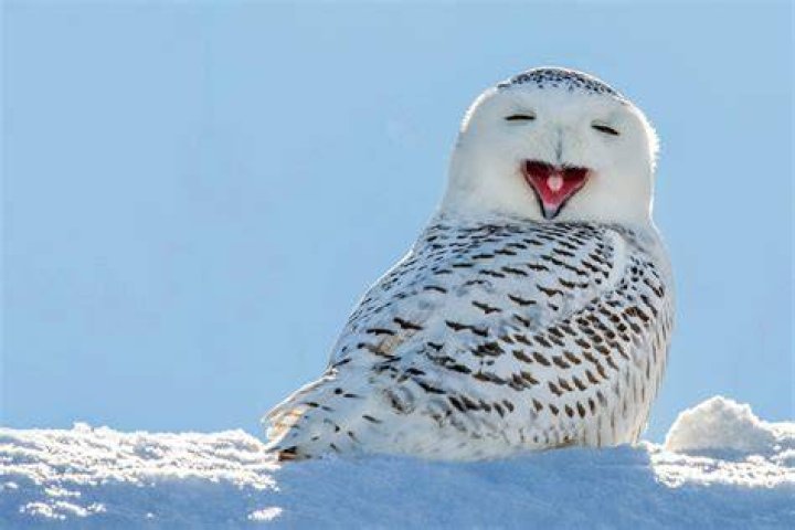 Snow Owls
